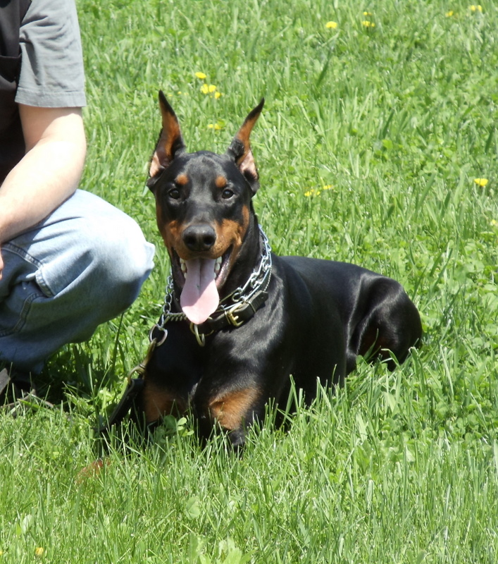Max has his CGC right now and is trying for his BH in the fall- Good luck Max!