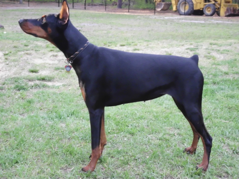 Nikka just placed 3rd in her first show- keep checking to see her progress